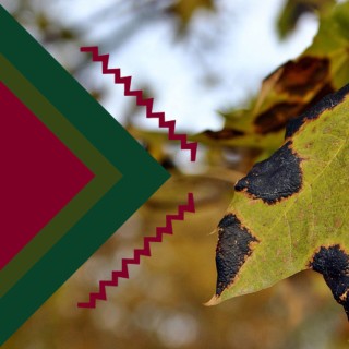 На што хворіє ліс
