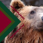 Медведі
